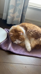 渡辺恭子ブリーダーからお迎えしたスコティッシュフォールド：くうくん