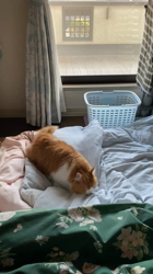 渡辺恭子ブリーダーからお迎えしたスコティッシュフォールド：くうくん