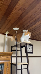 渡辺恭子ブリーダーからお迎えしたスコティッシュフォールド：くうくん