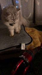 名波圭子ブリーダーからお迎えしたスコティッシュフォールド：Chloéちゃん