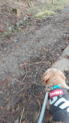 井上美華ブリーダーからお迎えしたノーフォークテリア：かいとくん