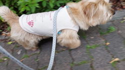 井上美華ブリーダーからお迎えしたノーフォークテリア：かいとくん