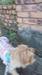 井上美華ブリーダーからお迎えしたノーフォークテリア：かいとくん