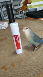 佐藤多恵子ブリーダーからお迎えしたポメラニアン：がんもくん