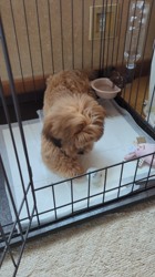 佐久間正子ブリーダーからお迎えしたミックス(プードル×シーズー)：あずきちゃん