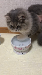 名波圭子ブリーダーからお迎えしたスコティッシュフォールド：姫ちゃん