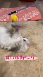 冨岡利枝ブリーダーからお迎えしたミヌエット：cocoちゃん