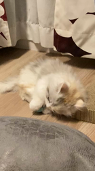 冨岡利枝ブリーダーからお迎えしたミヌエット：cocoちゃん