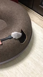 鮓谷明弘ブリーダーからお迎えしたロシアンブルー：マリーちゃん