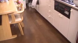 長見亮子ブリーダーからお迎えしたメインクーン：舞子ちゃんちゃん