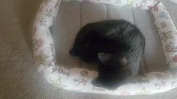 平ほの花ブリーダーからお迎えしたマンチカン：みるくちゃん