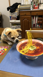 松田園子ブリーダーからお迎えしたチワワ(スムース)：モカくん