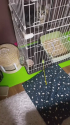 杉山壽ブリーダーからお迎えしたミヌエット：零くん