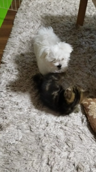 杉山壽ブリーダーからお迎えしたミヌエット：零くん