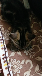 杉山壽ブリーダーからお迎えしたミヌエット：零くん