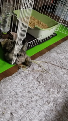 杉山壽ブリーダーからお迎えしたミヌエット：零くん