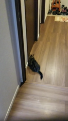 杉山壽ブリーダーからお迎えしたミヌエット：零くん