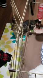 杉山壽ブリーダーからお迎えしたミヌエット：零くん