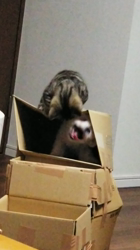 杉山壽ブリーダーからお迎えしたミヌエット：零くん