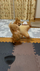 渡邊舞ブリーダーからお迎えしたチワワ(ロング)：おはなちゃん