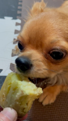 渡邊舞ブリーダーからお迎えしたチワワ(ロング)：おはなちゃん