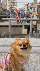 渡邊舞ブリーダーからお迎えしたチワワ(ロング)：おはなちゃん