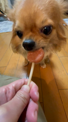 渡邊舞ブリーダーからお迎えしたチワワ(ロング)：おはなちゃん