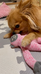 渡邊舞ブリーダーからお迎えしたチワワ(ロング)：おはなちゃん