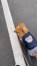 渡邊舞ブリーダーからお迎えしたチワワ(ロング)：おはなちゃん