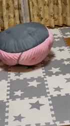 渡邊舞ブリーダーからお迎えしたチワワ(ロング)：おはなちゃん