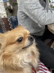 渡邊舞ブリーダーからお迎えしたチワワ(ロング)：おはなちゃん