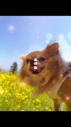 渡邊舞ブリーダーからお迎えしたチワワ(ロング)：おはなちゃん