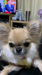 門脇千鶴ブリーダーからお迎えしたダップー：みるくくん