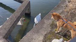 加藤雄平ブリーダーからお迎えした柴犬：福くん