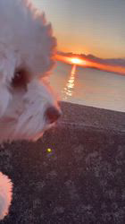 岡村祐子ブリーダーからお迎えしたミックス(キャバリア×ビションフリーゼ)：マロンちゃん