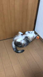 平野久子ブリーダーからお迎えしたスコティッシュフォールド：ちくわちゃん