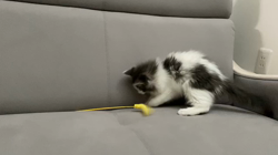 那々木亜弥ブリーダーからお迎えしたメインクーン：ちゃびちゃん