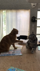 村井令枝ブリーダーからお迎えしたアメリカンショートヘア：ざらめちゃん