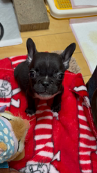 井上昌子ブリーダーからお迎えしたフレンチブルドッグ：ポノくん