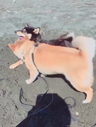 渡邉昌次ブリーダーからお迎えした柴犬：楽助くん