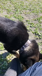 渡邉昌次ブリーダーからお迎えした柴犬：楽助くん