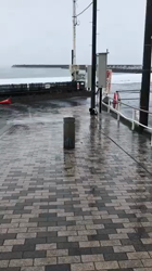 渡邉昌次ブリーダーからお迎えした柴犬：楽助くん