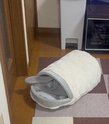 朝比奈杏奈ブリーダーからお迎えしたポメラニアン：ちょびちゃん