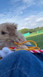 北浦浩ブリーダーからお迎えしたマルプー(マルチーズ×トイプードル)：うみちゃん