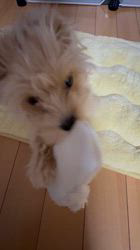 北浦浩ブリーダーからお迎えしたマルプー(マルチーズ×トイプードル)：うみちゃん