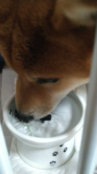橋迫國富ブリーダーからお迎えした柴犬：桜太くん