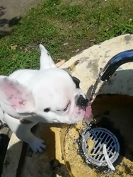 玉川美佐子ブリーダーからお迎えしたフレンチブルドッグ：もっちぃくん