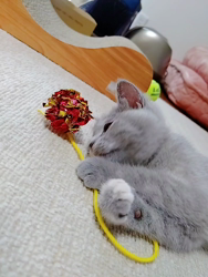善家薫ブリーダーからお迎えしたマンチカン：chikoちゃん