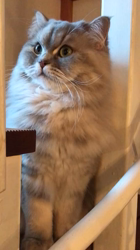 清洋一ブリーダーからお迎えしたミヌエット：るるちゃん