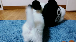 秋葉直子ブリーダーからお迎えしたチワワ(ロング)：モフおくん